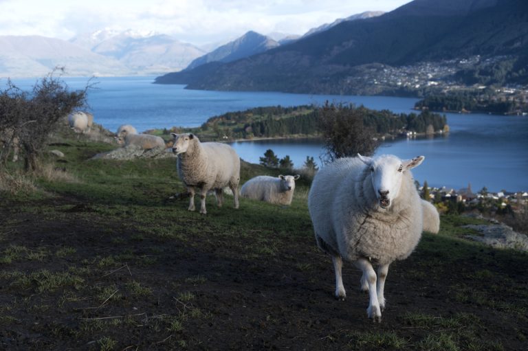 Sheep on the hill side of Deer Park Heights with the view of Queenstown, New Zealand South Island