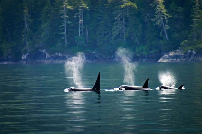 Three orcas in a row at Telegraph Cove at Vancouver island, British Columbia, Canada